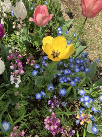 公園だより最新投稿写真