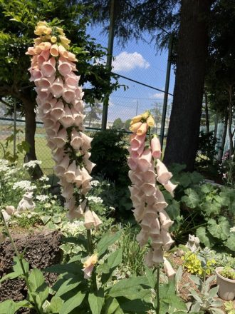 公園だより最新投稿写真