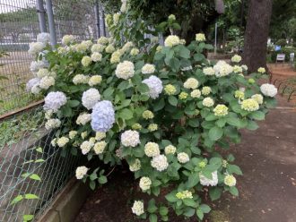 公園だより最新投稿写真