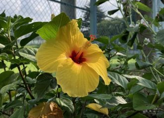 公園だより最新投稿写真