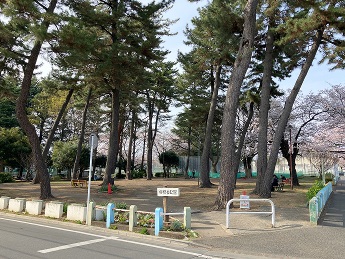 松林の写真