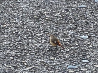 公園だより最新投稿写真