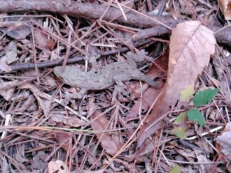 公園だより最新投稿写真