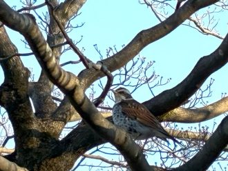 公園だより最新投稿写真