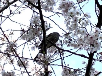 公園だより最新投稿写真