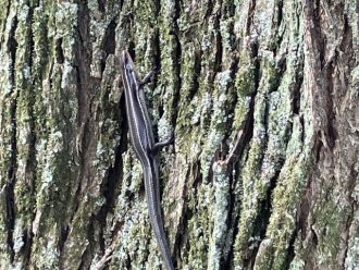 公園だより最新投稿写真