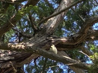 公園だより最新投稿写真