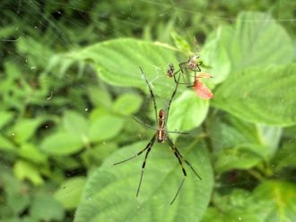 公園だより最新投稿写真