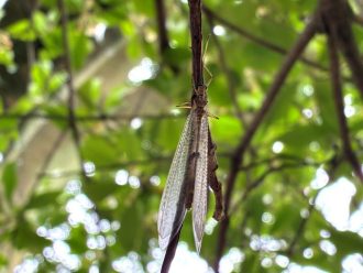 公園だより最新投稿写真