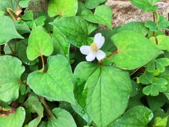 公園だより最新投稿写真