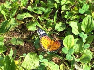 公園だより最新投稿写真