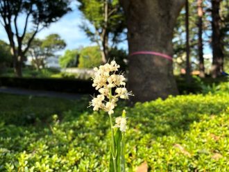 公園だより最新投稿写真