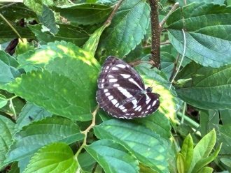 公園だより最新投稿写真