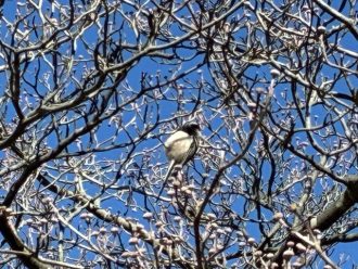 公園だより最新投稿写真