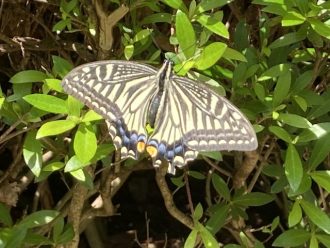 公園だより最新投稿写真