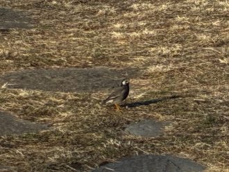 公園だより最新投稿写真