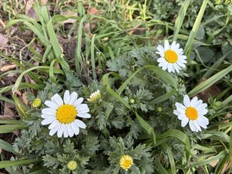 公園だより最新投稿写真