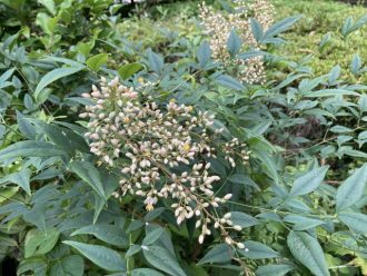 公園だより最新投稿写真