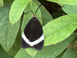 公園だより最新投稿写真