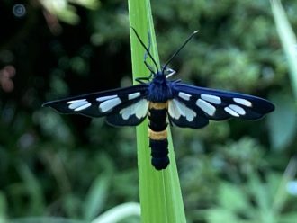 公園だより最新投稿写真