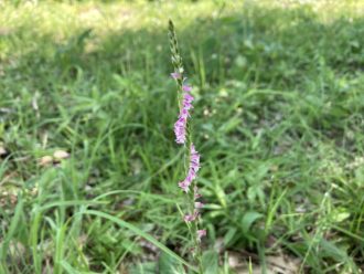 公園だより最新投稿写真