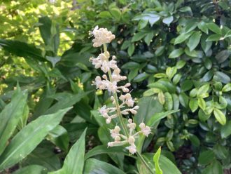 公園だより最新投稿写真