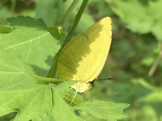 公園だより最新投稿写真