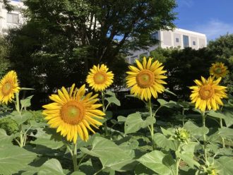 公園だより最新投稿写真