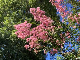 公園だより最新投稿写真