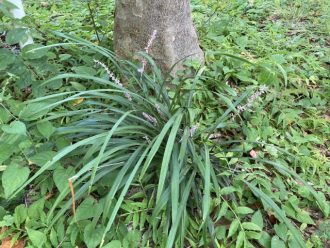 公園だより最新投稿写真