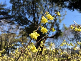 公園だより最新投稿写真
