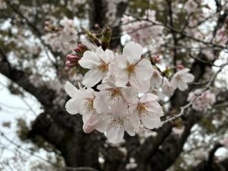 公園だより最新投稿写真