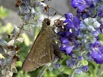 公園だより最新投稿写真