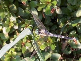 公園だより最新投稿写真