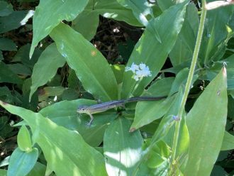 公園だより最新投稿写真