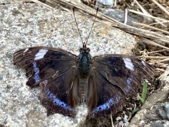 公園だより最新投稿写真