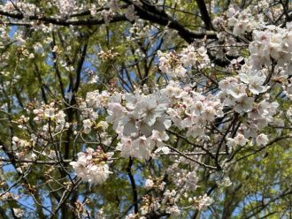 公園だより最新投稿写真