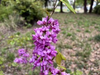 公園だより最新投稿写真