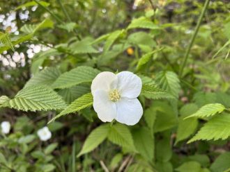 公園だより最新投稿写真