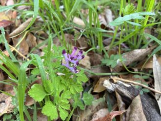 公園だより最新投稿写真