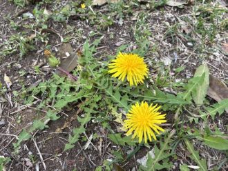 公園だより最新投稿写真