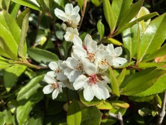 公園だより最新投稿写真
