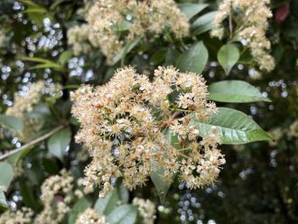 公園だより最新投稿写真