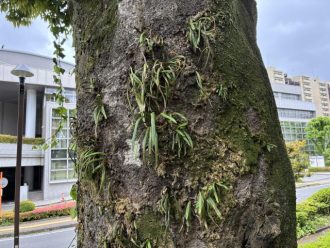公園だより最新投稿写真