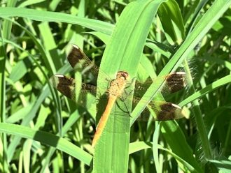 公園だより最新投稿写真