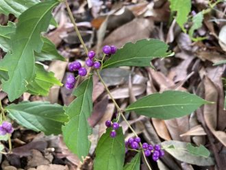 公園だより最新投稿写真
