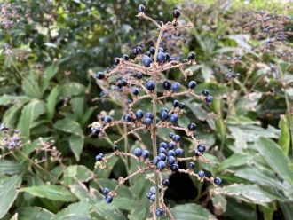 公園だより最新投稿写真