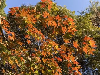 公園だより最新投稿写真