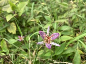 公園だより最新投稿写真