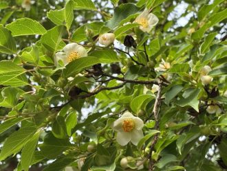公園だより最新投稿写真
